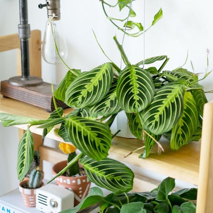 Prayer plant deals flower