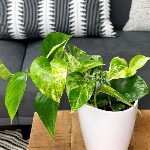 ANTHURIUM leaf species tropical indoor plants illustration 