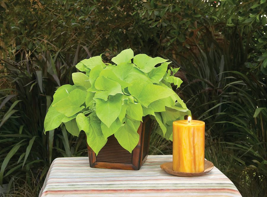 Sweet Potato Vine How to Plant, Grow, and Care for