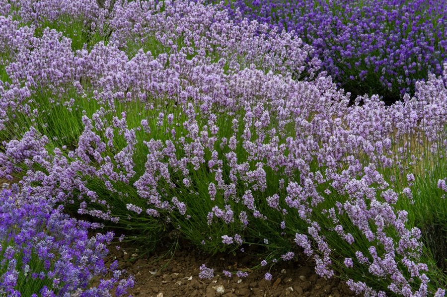 Miss Katherine - Lavender Essential Oil