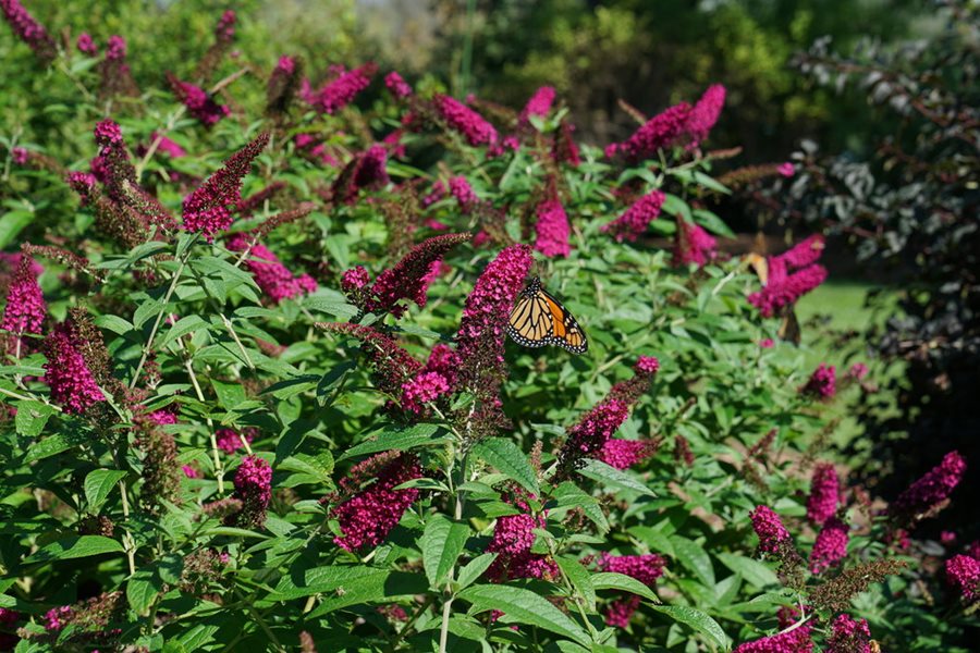 Image of Butterfly bush shrub