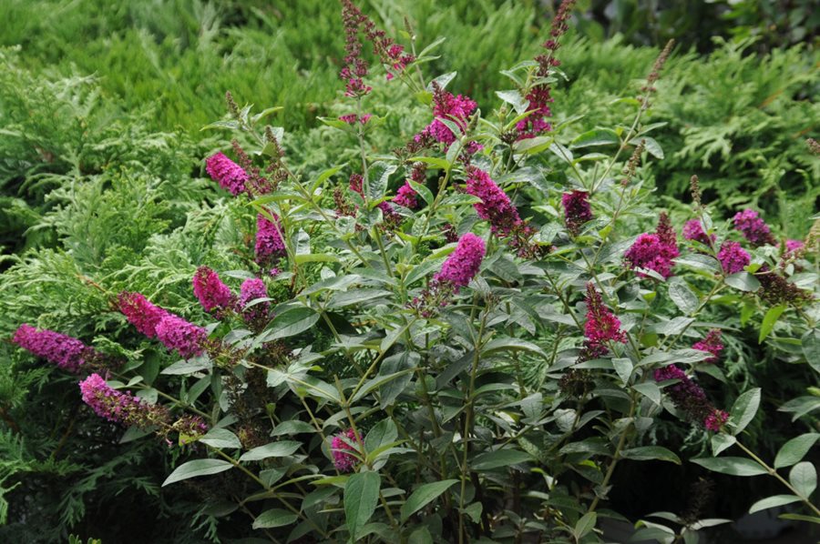 Butterfly Bush Planting & Caring for NonInvasive Buddleia Garden Design