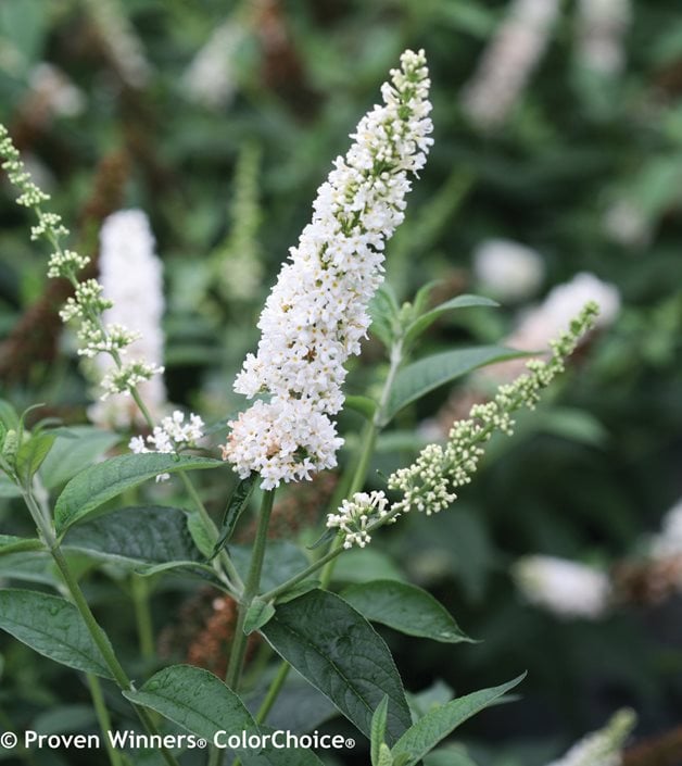 Image of Butterfly bush bush with white flowers