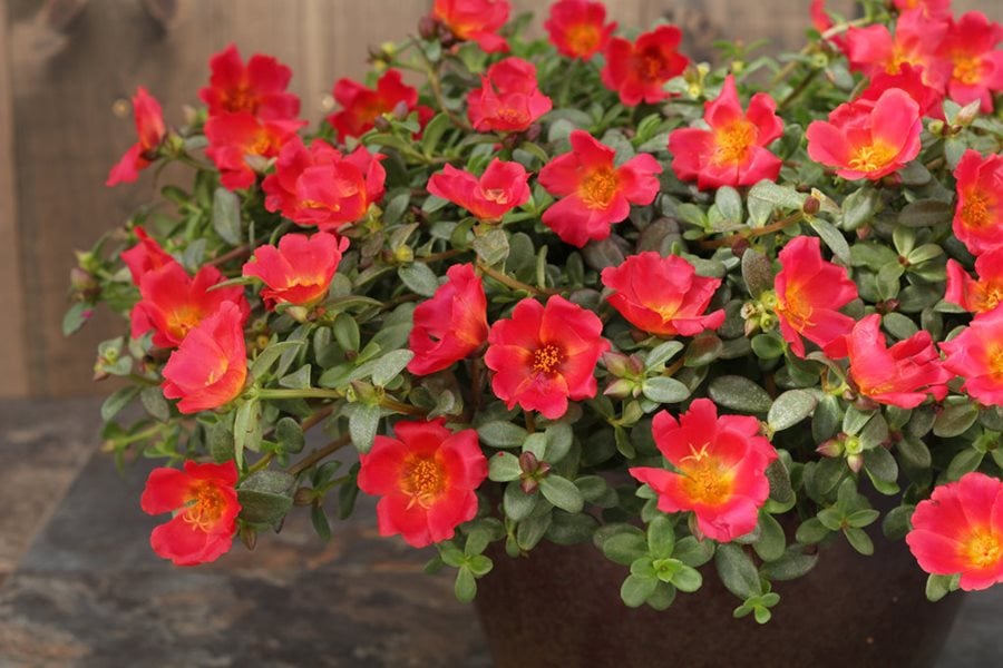 Portulaca shop