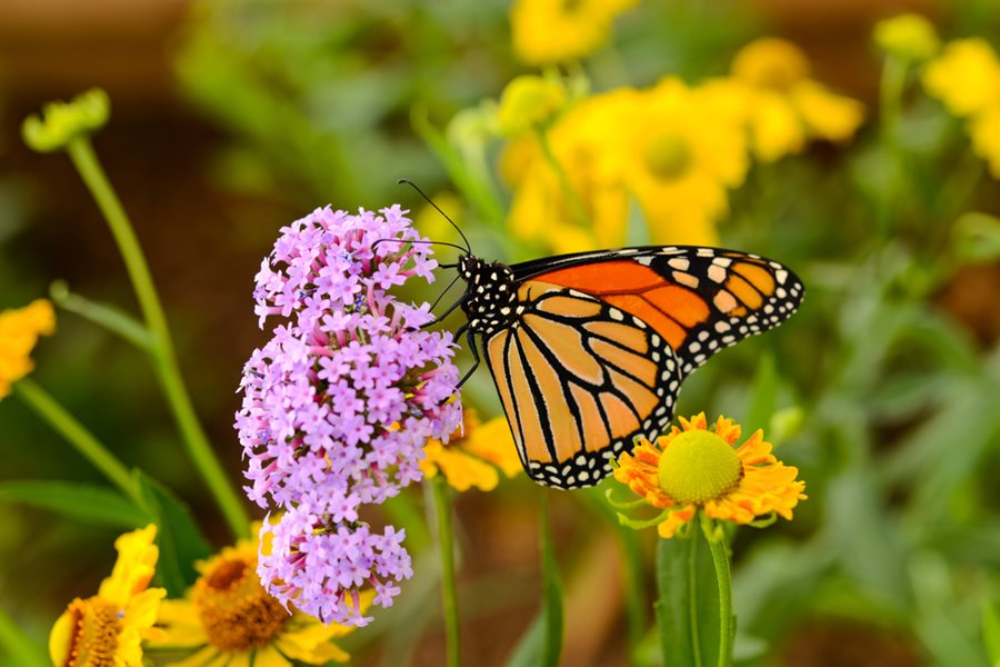 Image of Butterfly garden flower ideas