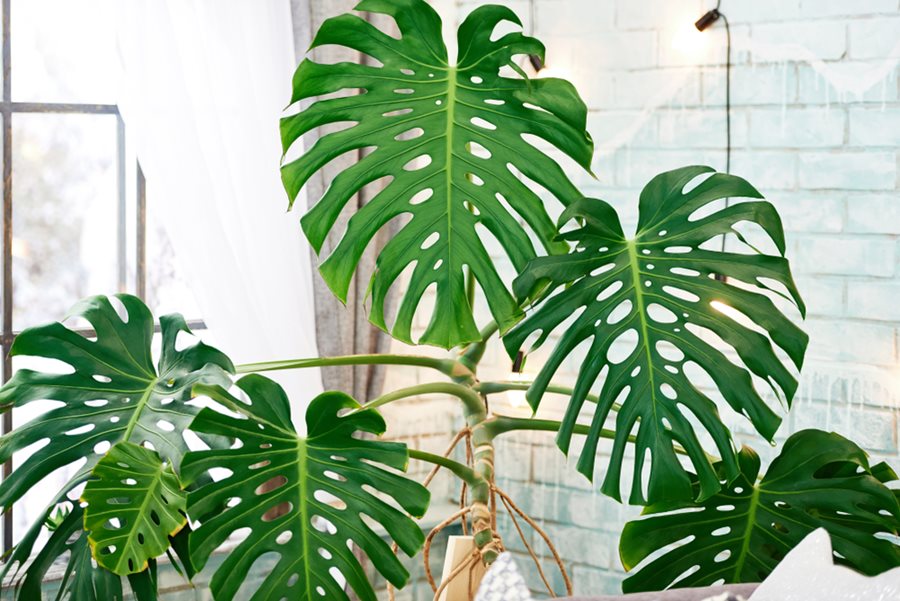 Monstera Deliciosa, Tropical Indoor Plants & Houseplants