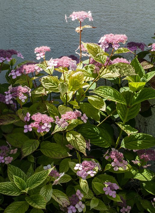 Hydrangea Size Chart