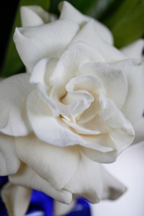 Growing Gardenias: How to Care for Gardenia Plants | Garden Design