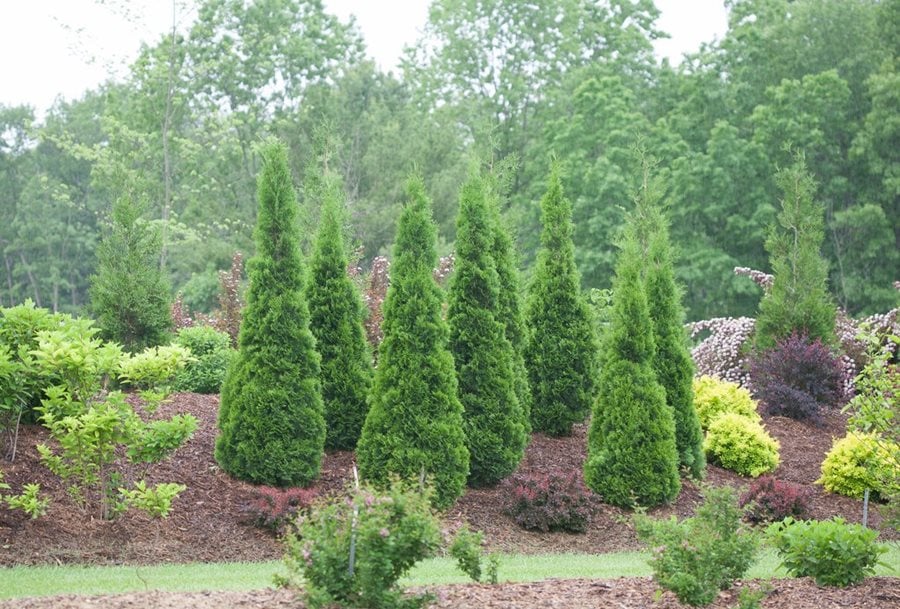 Thuja tree discount