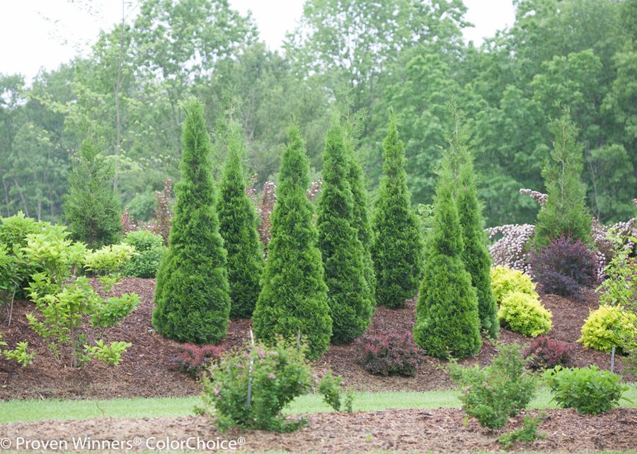 Arborvitae Size Chart