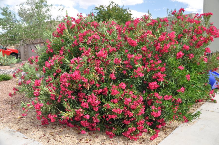 Are Oleander Plants Poisonous To Dogs And Cats