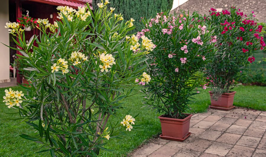 Oleander - How to Care This Beautiful But Toxic Plant | Garden Design