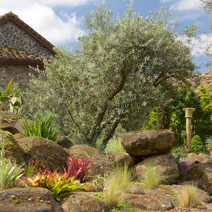 Learn How to Grow Olive Trees in the Home Landscape