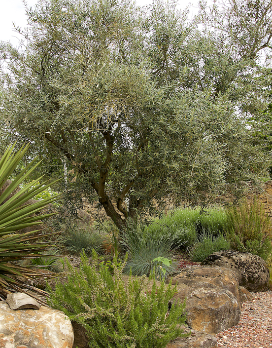 How To Grow Care For Olive Trees, All Weather Tree Care And Landscaping