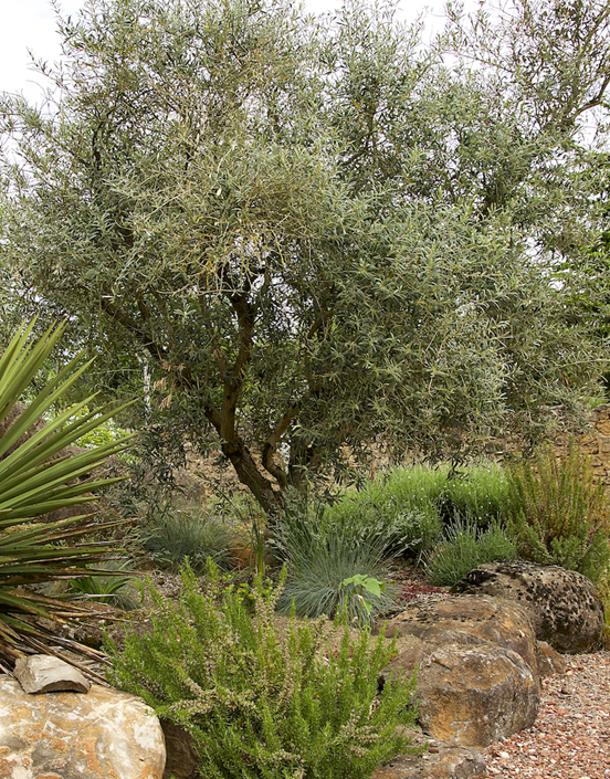 How to Grow an Olive Tree - Grow Organic