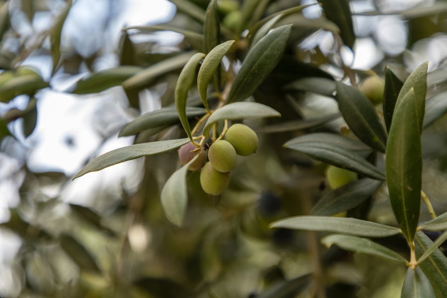 Digging into the past of olive trees.