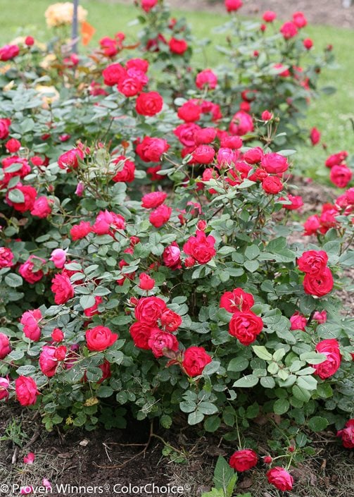 Planting rose bushes in garden