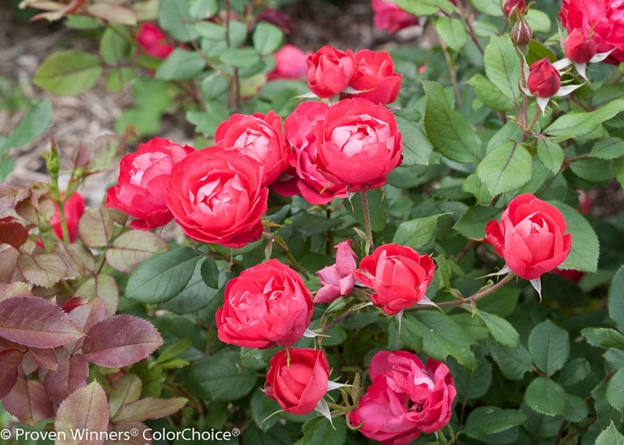 Caring For Roses A Beginner S Rose Growing Guide Garden Design,Hypoestes