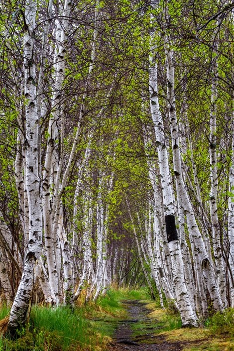 Where Do Birch Trees Grow? 
