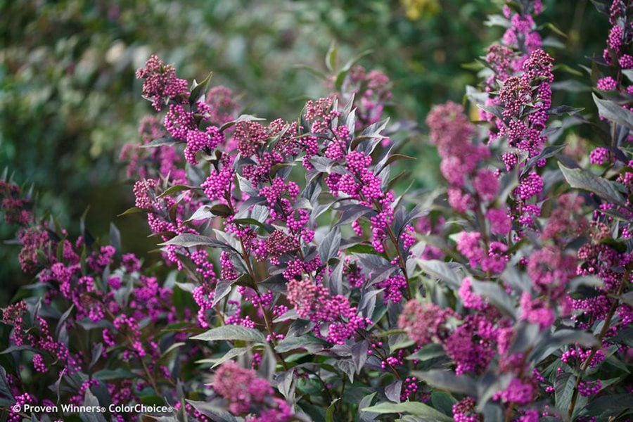 Image of Beautyberry (Callicarpa) shrub