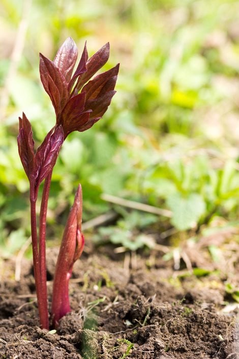 How to Plant, Grow & Care for Peony Flowers