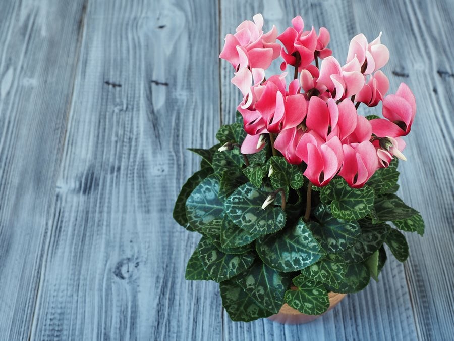 Cyclamen - How to Grow & Care for Cyclamen Flowers | Garden Design