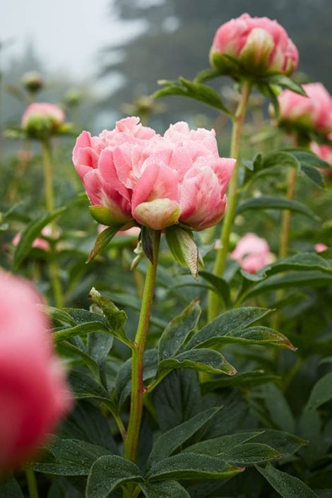 Dammann's Garden Company – How to Care for Peonies for Longer