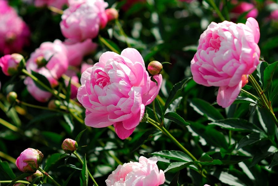 Image of Pink Peony flower