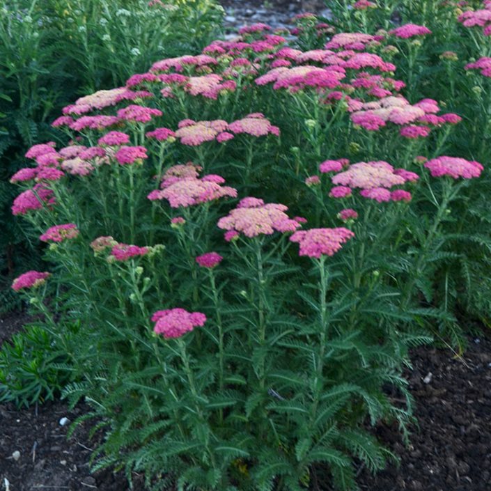 Yarrow - Pictures