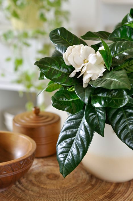 Growing Gardenias: How to Care for Gardenia Plants | Garden Design