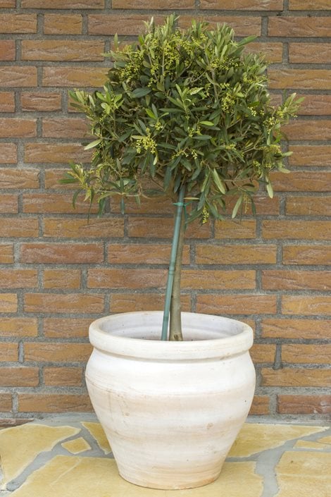 How to Grow an Olive Tree - Grow Organic