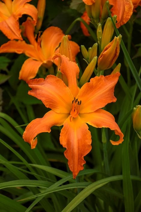 Daylilies Daylily and Growing | Garden Design