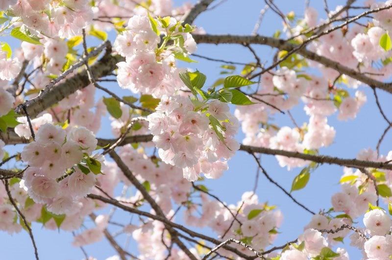 Flowering Cherry Trees: Grow an Ornamental Cherry Blossom ...