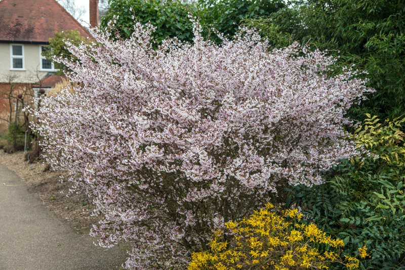 Ornamental cherry shop