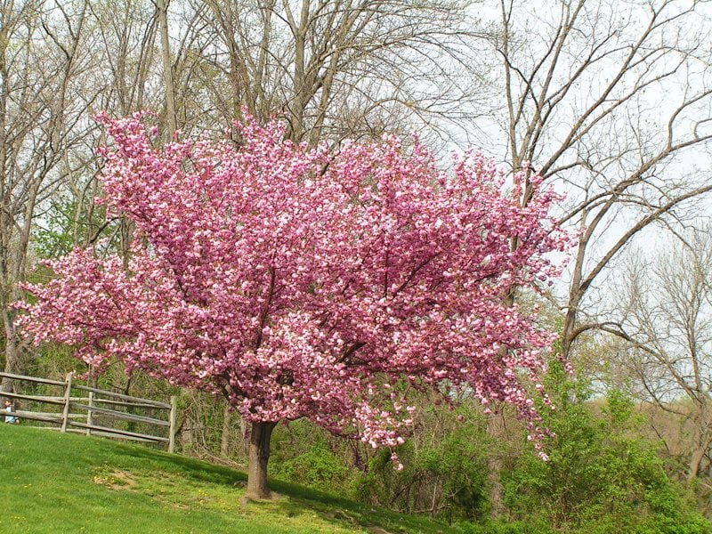Flowering Cherry Trees Grow an Ornamental Cherry Blossom Tree