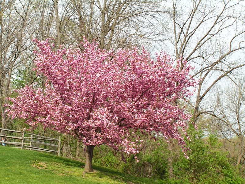 Flowering Cherry Trees Grow An Ornamental Cherry Blossom Tree Garden Design