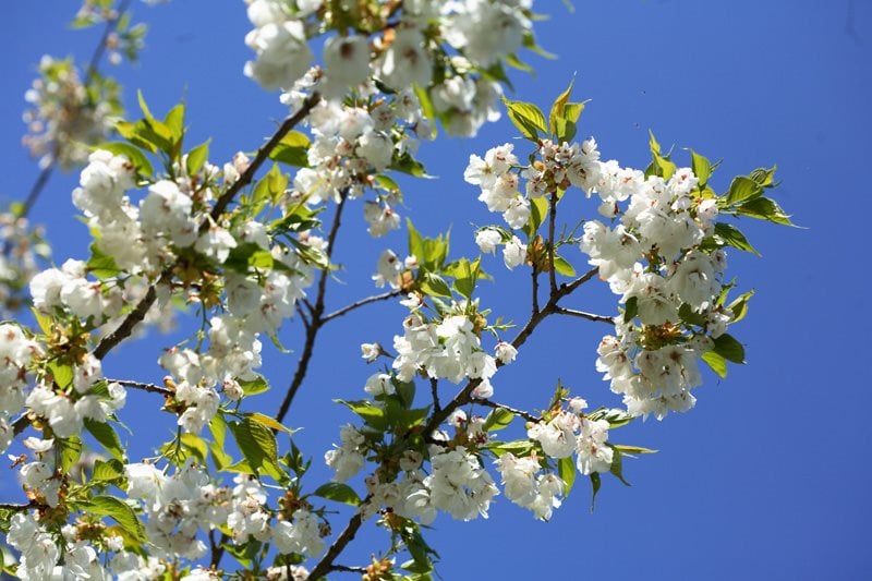 Flowering Cherry Trees Grow An Ornamental Cherry Blossom - 