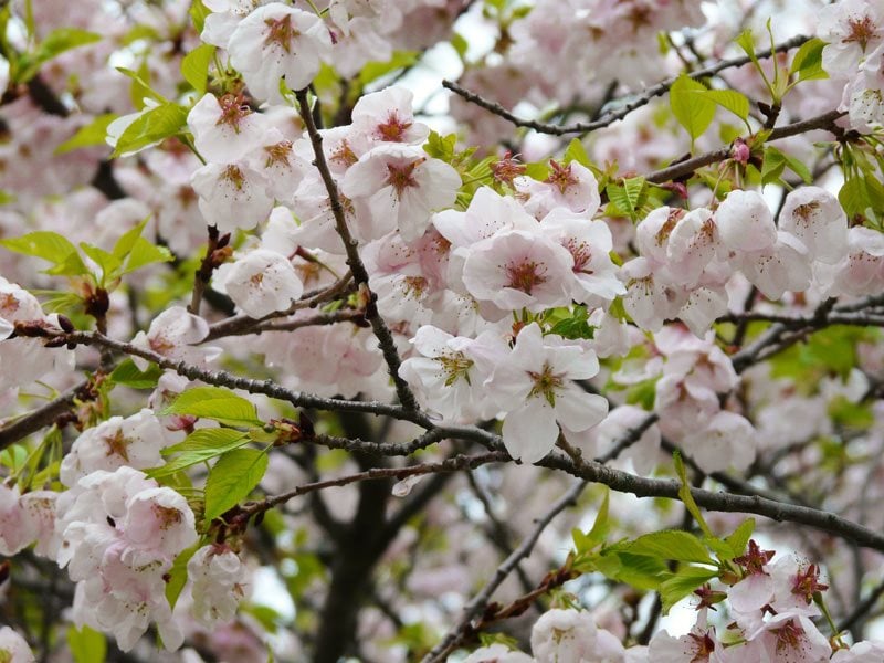 Popular Flowering Cherry Trees