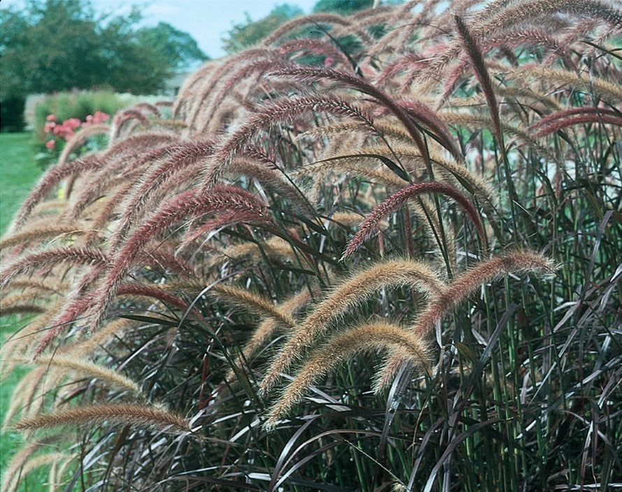 purple fountain grass toxic to dogs