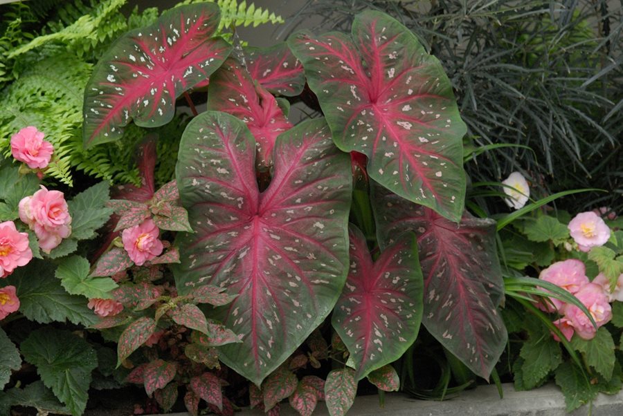 Caladiums How to Grow &amp; Care for Caladium Plants