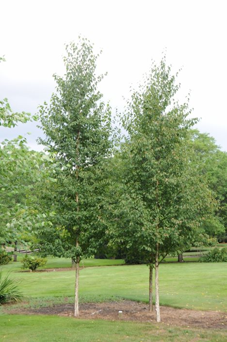 Superior Plum Tree – Southern Idaho Landscape Center