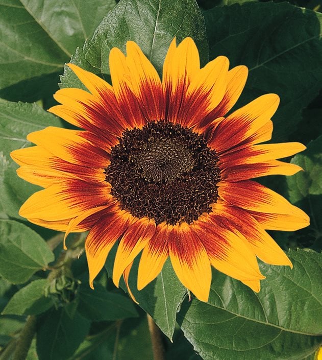 are sunflower plants poisonous to dogs