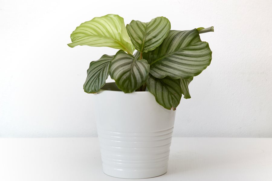 How to Grow Colorful Calathea Plants Garden Design