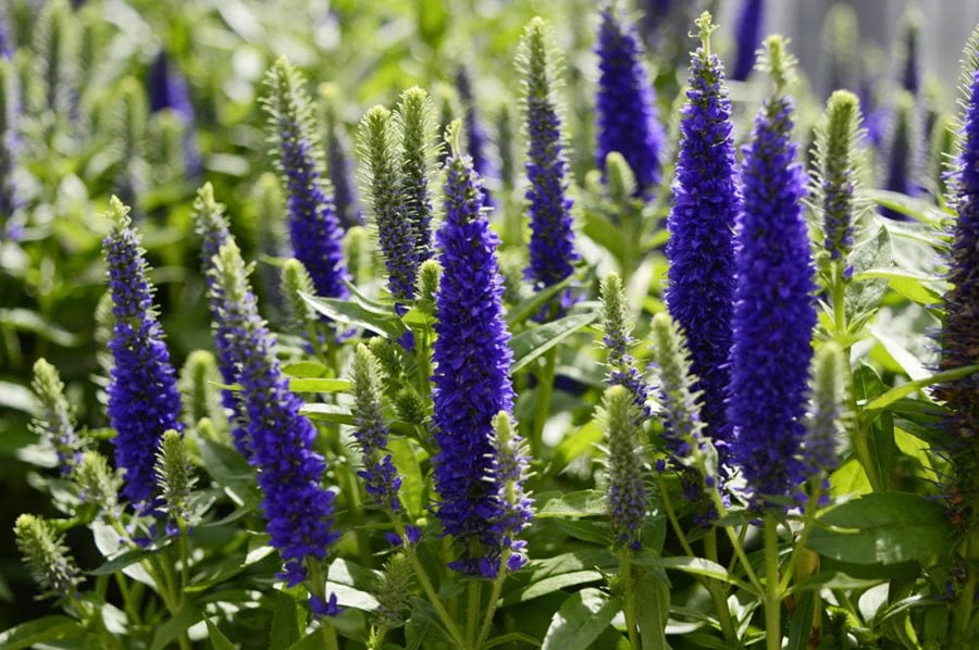 Speedwell flower discount