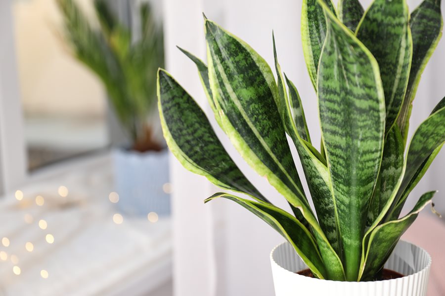 Snake Plant Leaves Turning Yellow