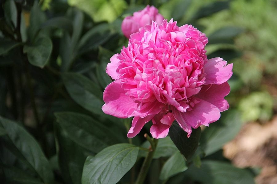 Dammann's Garden Company – How to Care for Peonies for Longer