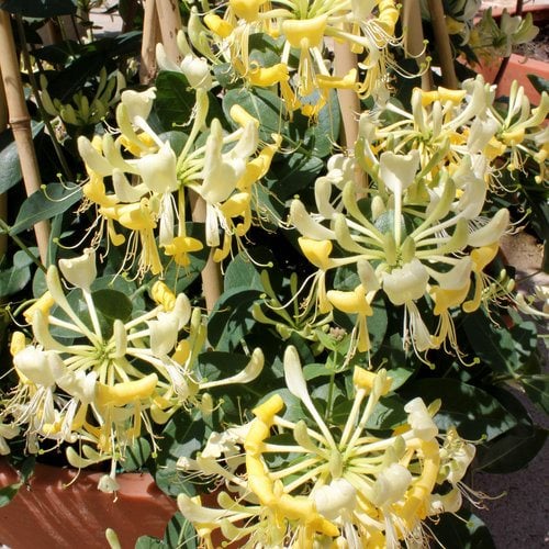 Image of Honeysuckle flowering vine