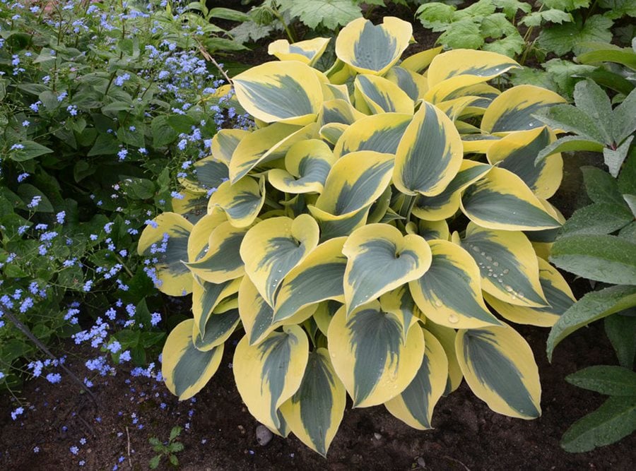 Top Hosta Plants For A Shade Garden Garden Design