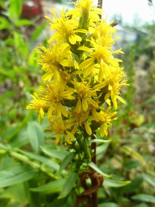 Growing Goldenrod How to Grow and Care for Solidago Plants
