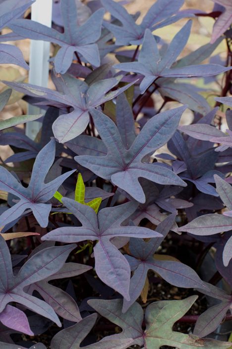 Sweet Potato Vine How To Plant Grow And Care For Ipomea